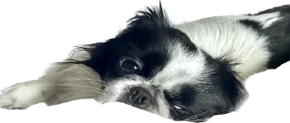 🥺 emoji гав Telegram sticker 2 of 24