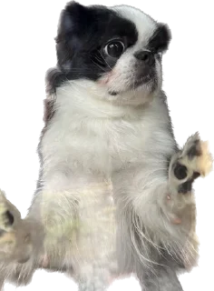 🙅‍♀️ emoji гав Telegram sticker 12 of 24