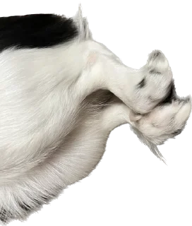 🩰 emoji гав Telegram sticker 8 of 24