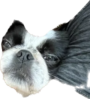 👽 emoji гав Telegram sticker 9 of 24