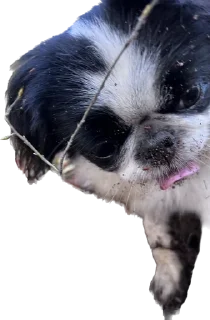 👅 emoji гав Telegram sticker 15 of 24