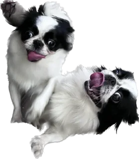 🤪 emoji гав Telegram sticker 19 of 24