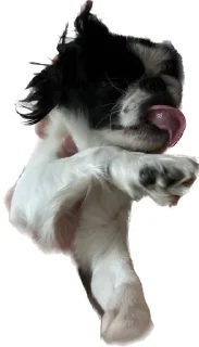 😛 emoji гав Telegram sticker 23 of 24