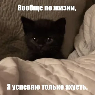 Sticker from Котики!!