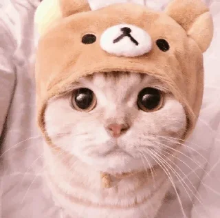 🐾 emoji CAT @English_World_Chatting Telegram sticker 7 of 41