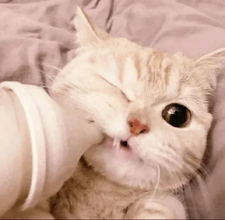 🐾 emoji CAT @English_World_Chatting Telegram sticker 9 of 41