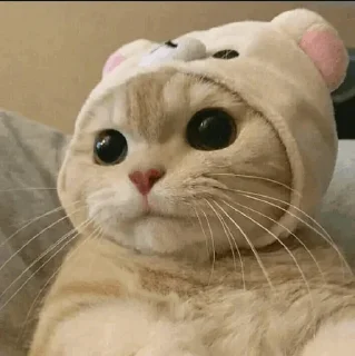 🐾 emoji CAT @English_World_Chatting Telegram sticker 13 of 41