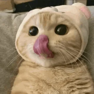 🐾 emoji CAT @English_World_Chatting Telegram sticker 18 of 41