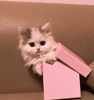 🐾 emoji CAT @English_World_Chatting Telegram sticker 22 of 41