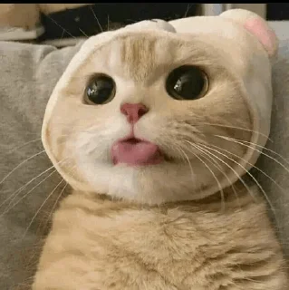 🐾 emoji CAT @English_World_Chatting Telegram sticker 19 of 41