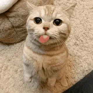 🐾 emoji CAT @English_World_Chatting Telegram sticker 14 of 41