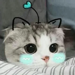 🐾 emoji CAT @English_World_Chatting Telegram sticker 24 of 41