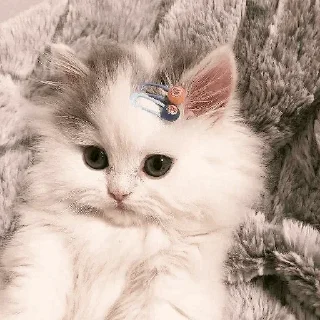 🐾 emoji CAT @English_World_Chatting Telegram sticker 5 of 41