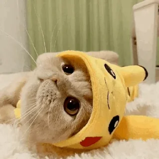 🐾 emoji CAT @English_World_Chatting Telegram sticker 17 of 41