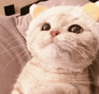 🐾 emoji CAT @English_World_Chatting Telegram sticker 8 of 41