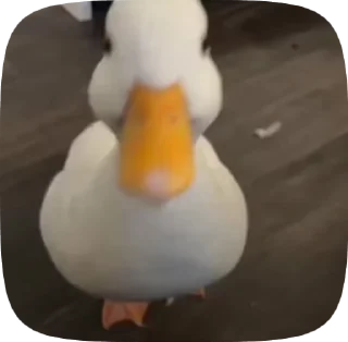 Sticker from duck and otters