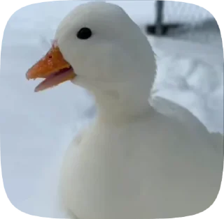 Sticker from duck and otters