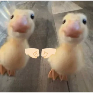 🍀 emoji DumbAss Duck🦆 Telegram sticker 21 of 51