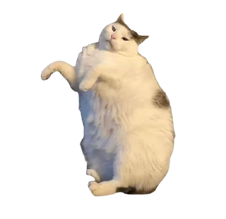 😹 emoji kms Telegram sticker 23 of 25