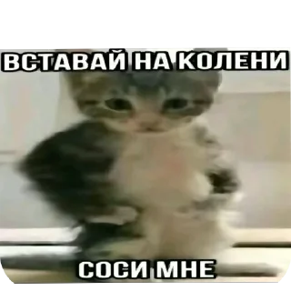 Sticker from Рил