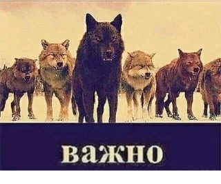 🤨 emoji Волк волку волк @StickersPackRobot Telegram sticker 21 of 105