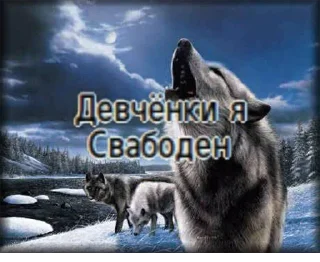 😘 emoji Волк волку волк @StickersPackRobot Telegram sticker 13 of 105