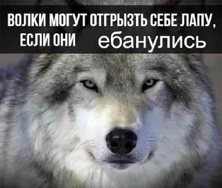 👉 emoji Волк волку волк @StickersPackRobot Telegram sticker 6 of 105