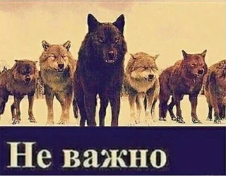 😏 emoji Волк волку волк @StickersPackRobot Telegram sticker 1 of 105