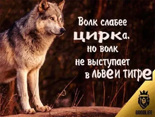 😀 emoji Волк волку волк @StickersPackRobot Telegram sticker 14 of 105