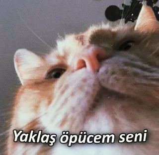 🌟 emoji @sulesunay @AsenaUserBot Paketi 1 Telegram sticker 17 of 98