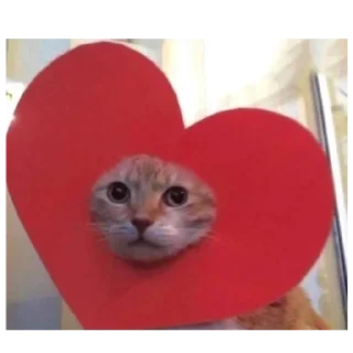 🐱 emoji Stickers di Gabryy🍭 Telegram sticker 14 of 34