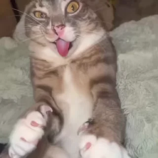 🤪 emoji котики🐾 Telegram sticker 15 of 86