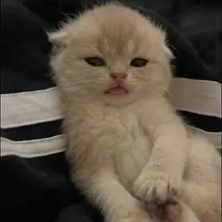 😛 emoji котики🐾 Telegram sticker 19 of 86