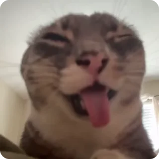 😜 emoji котики🐾 Telegram sticker 17 of 86