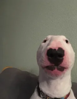 Sticker from Bull Terrier