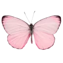 🐞 emoji book will live Telegram sticker 16 of 117