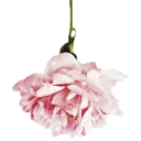 🌸 emoji book will live Telegram sticker 15 of 117
