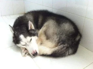 Sticker from Husky reactions