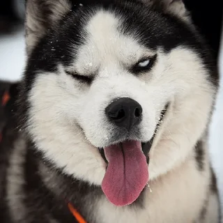 😜 emoji Husky Telegram sticker 5 of 10