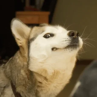 Sticker from Husky