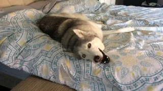 Sticker from Husky reactions