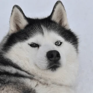 Sticker from Husky