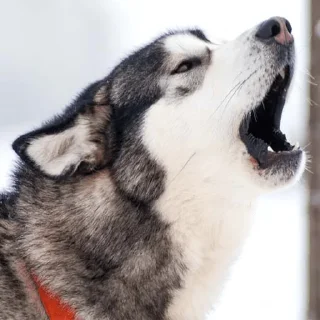 😭 emoji Husky Telegram sticker 7 of 10