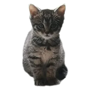 Sticker from Разное