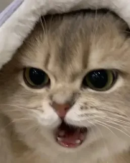 😡 emoji Cats.2. Telegram sticker 22 of 33