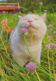 Sticker from Cats.2.