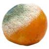 🍊 emoji my beloved mould Telegram sticker 7 of 18