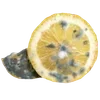 🍋 emoji my beloved mould Telegram sticker 9 of 18