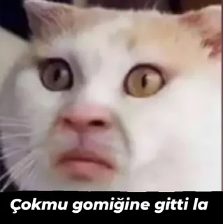 🌟 emoji Çıkartma paketi 😅 pack by @QuotLyBot Telegram sticker 4 of 22