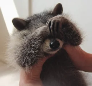 Sticker from Raccoon